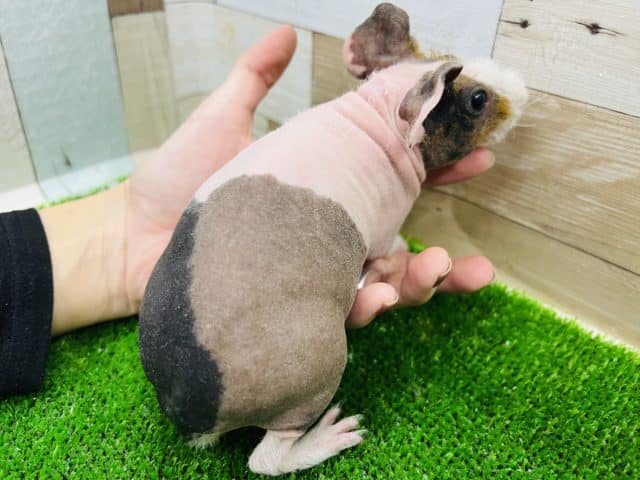 つるっ?もじゃ?三色カラーのスキニーギニアピッグ☆ スキニーギニアピッグ