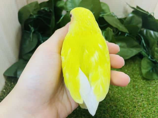 コザクラインコ（小桜インコ）