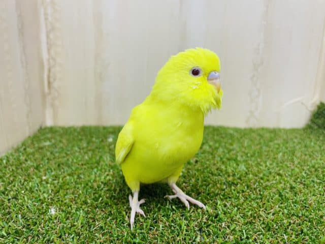セキセイインコ
