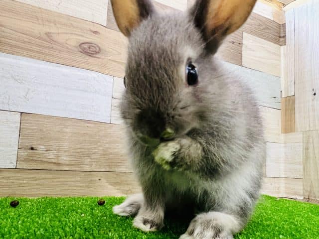 ネザーランドドワーフ