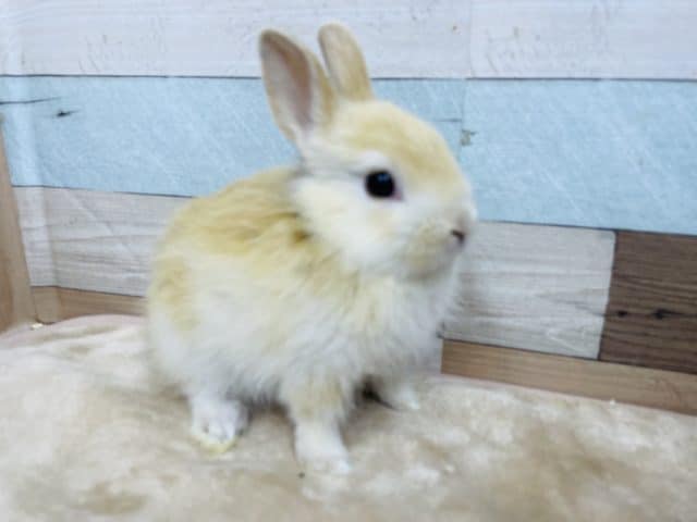 ネザーランドドワーフ