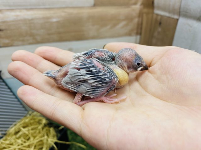シルバー文鳥