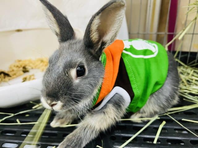 ネザーランドドワーフ