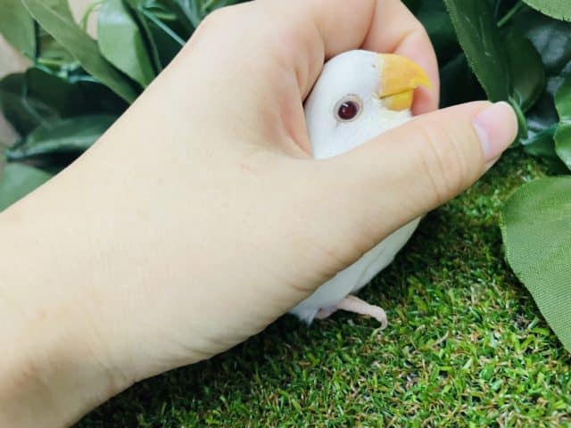 コザクラインコ（小桜インコ）