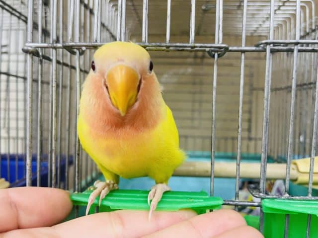 コザクラインコ（小桜インコ）