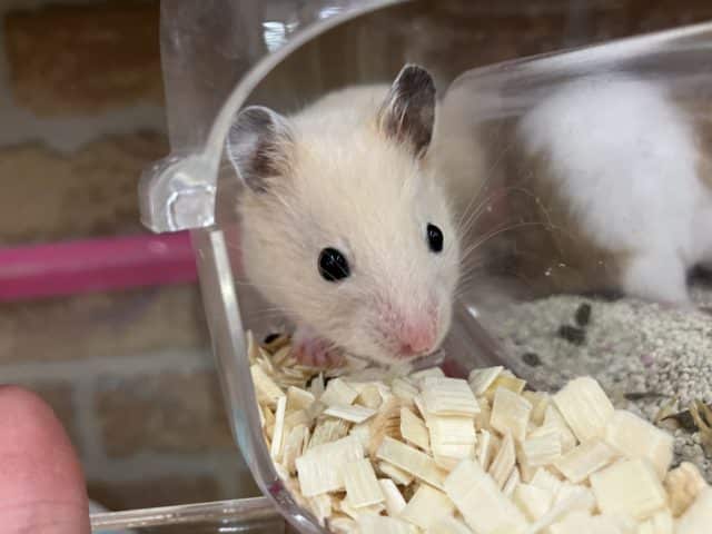 キンクマハムスター