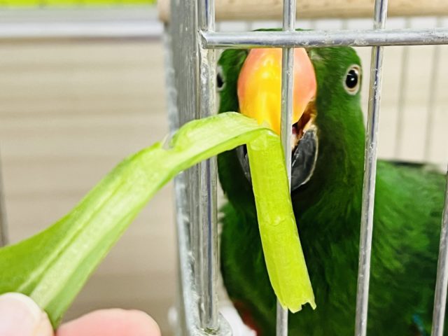 オオハナインコ