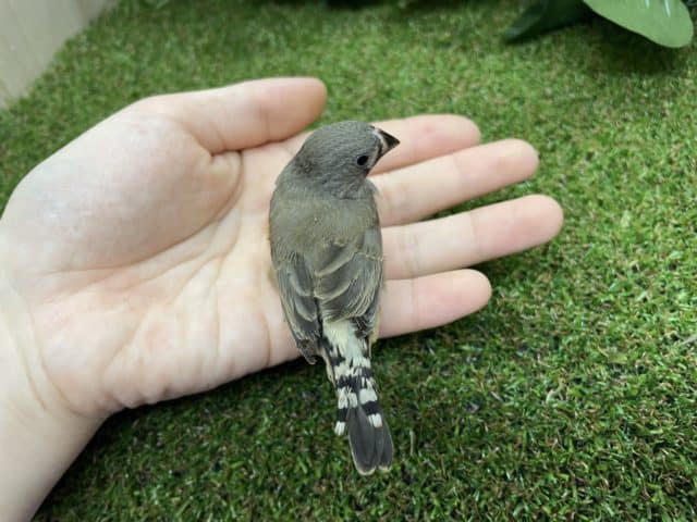 錦花鳥（キンカチョウ）