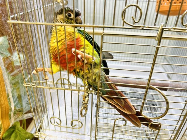 ワキコガネウロコインコ