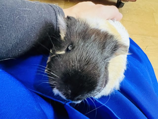 イングリッシュモルモット