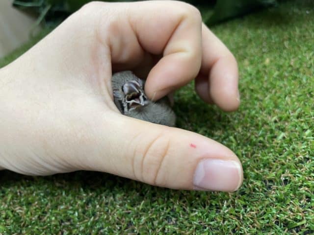 最新画像になりますよ〜!! まめちゃん 仲良くやってきました~!! キンカチョウ ノーマル 錦花鳥(キンカチョウ)