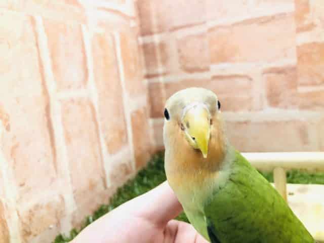 コザクラインコ（小桜インコ）