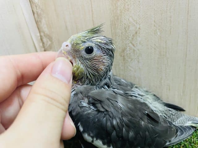 オカメインコ
