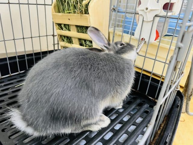 ネザーランドドワーフ