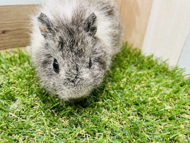 テディモルモット