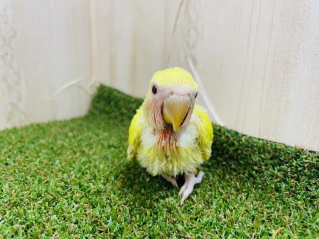 コザクラインコ（小桜インコ）