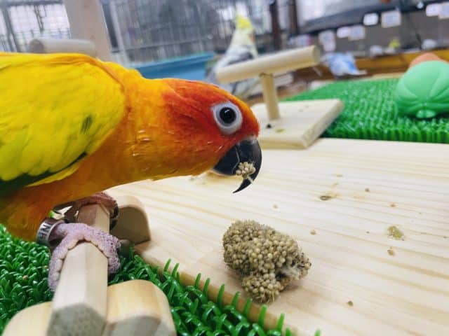 コガネメキシコインコ