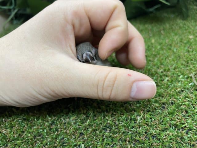 錦花鳥（キンカチョウ）