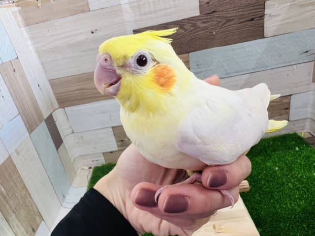 オカメインコ