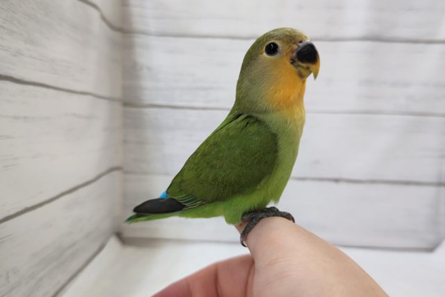 コザクラインコ（小桜インコ）