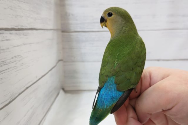 コザクラインコ（小桜インコ）