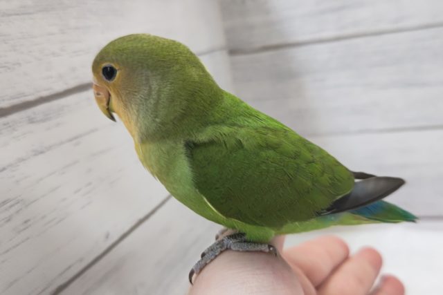 コザクラインコ（小桜インコ）