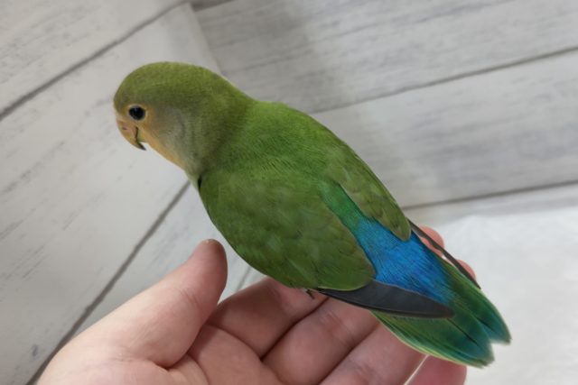 コザクラインコ（小桜インコ）