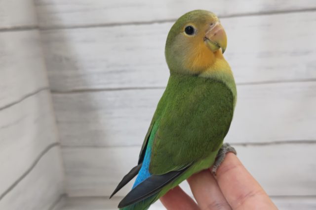 コザクラインコ（小桜インコ）