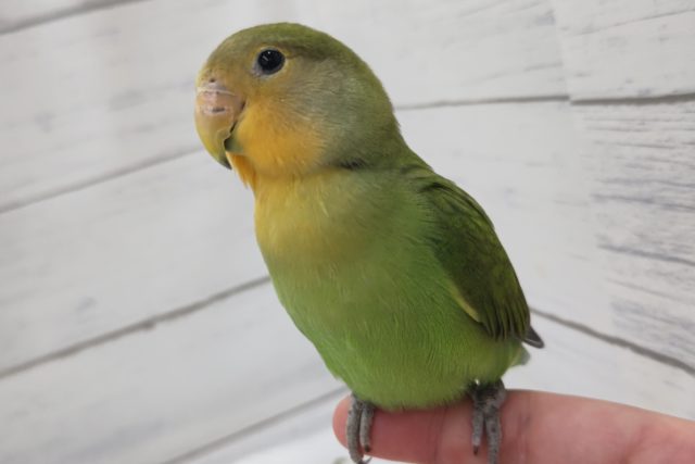 コザクラインコ（小桜インコ）