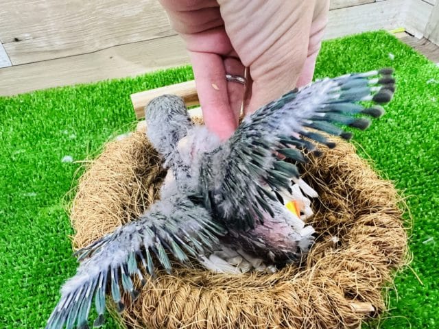 コザクラインコ（小桜インコ）