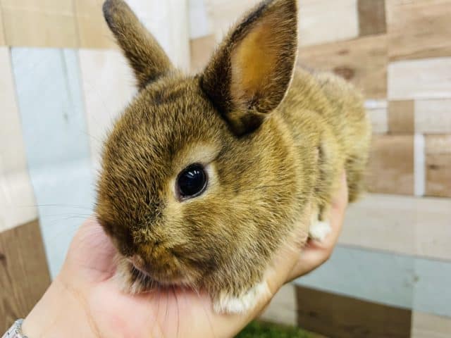 ミニウサギ