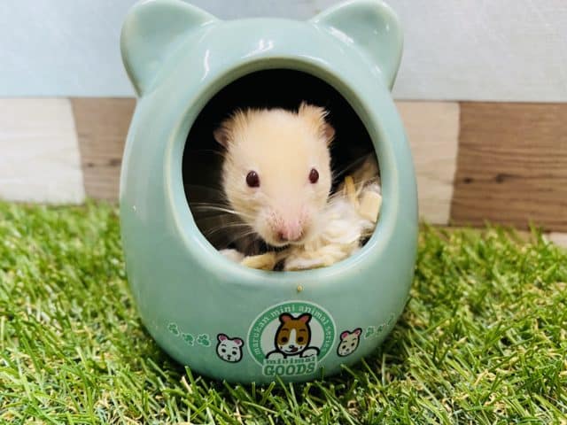 ゴールデンハムスター