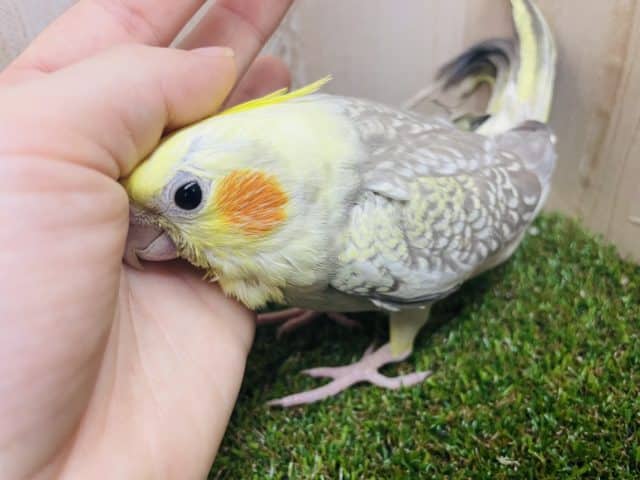 オカメインコ