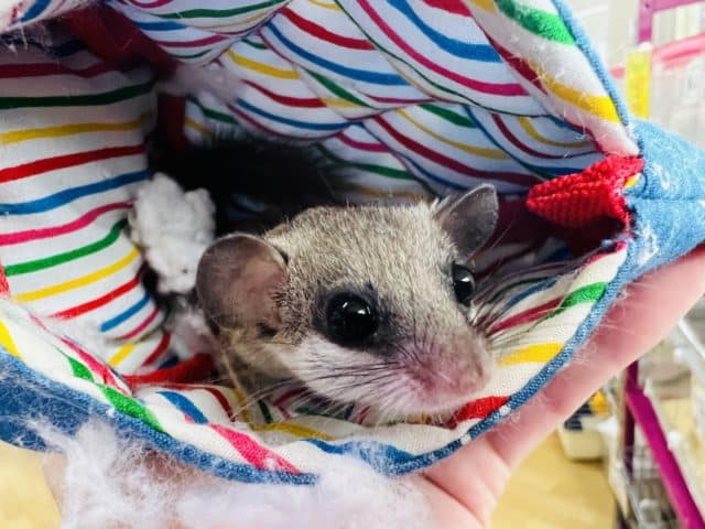 アフリカヤマネ