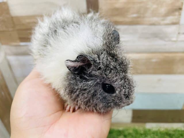 テディモルモット