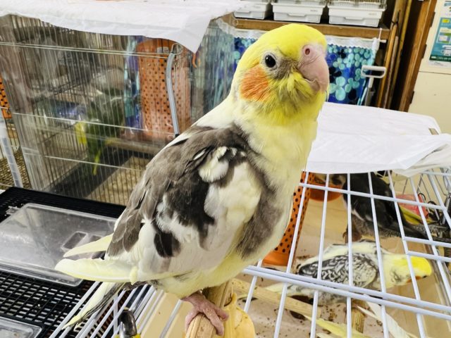 オカメインコ