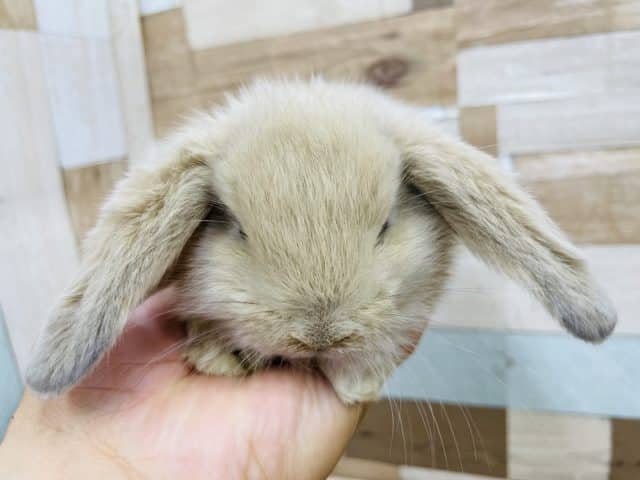 ロップイヤーラビット