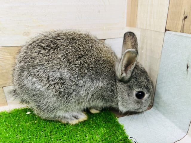 ネザーランドドワーフ