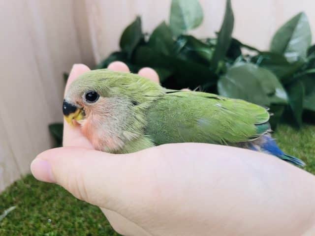 コザクラインコ（小桜インコ）