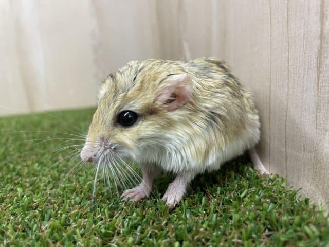 マカロニマウス（ファットテールジャービル、オブトアレチネズミ）