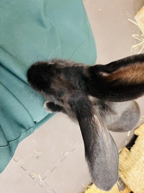 フレミッシュジャイアント