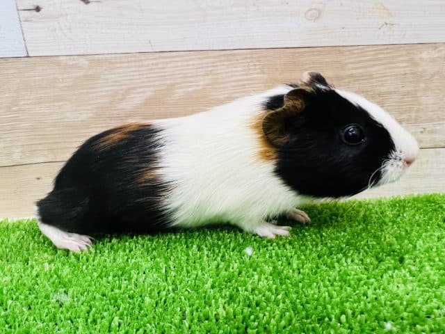 イングリッシュモルモット