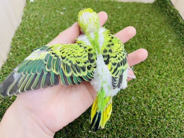 セキセイインコ