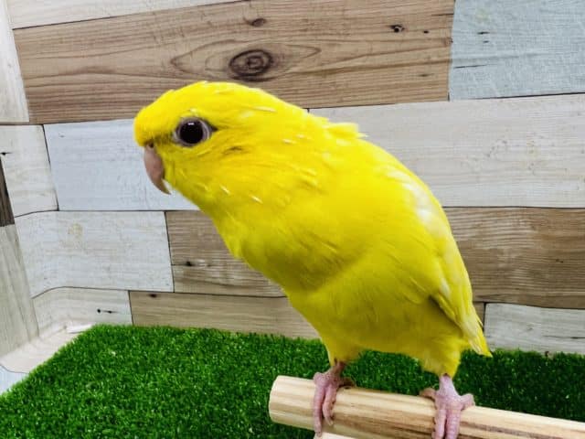 サザナミインコ