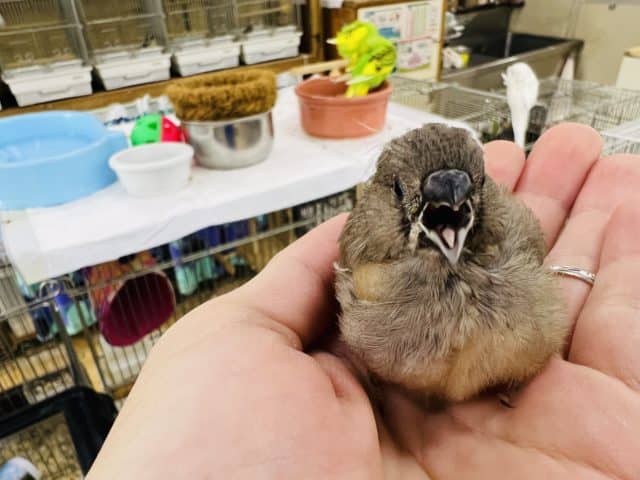 錦花鳥（キンカチョウ）