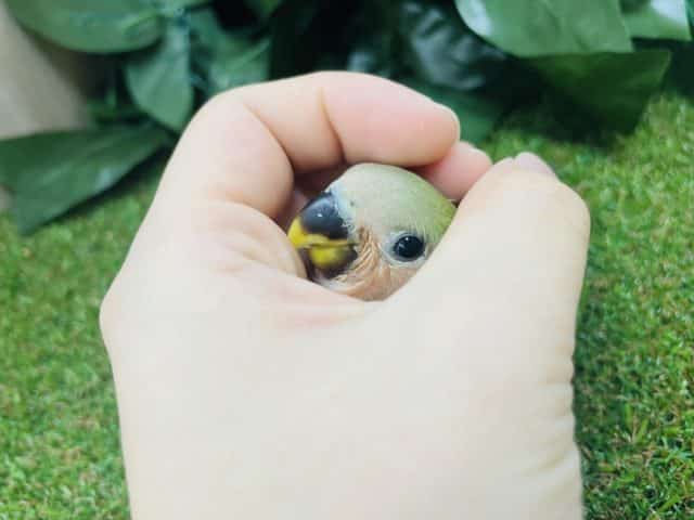 コザクラインコ（小桜インコ）