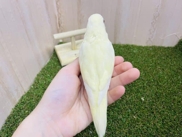 サザナミインコ