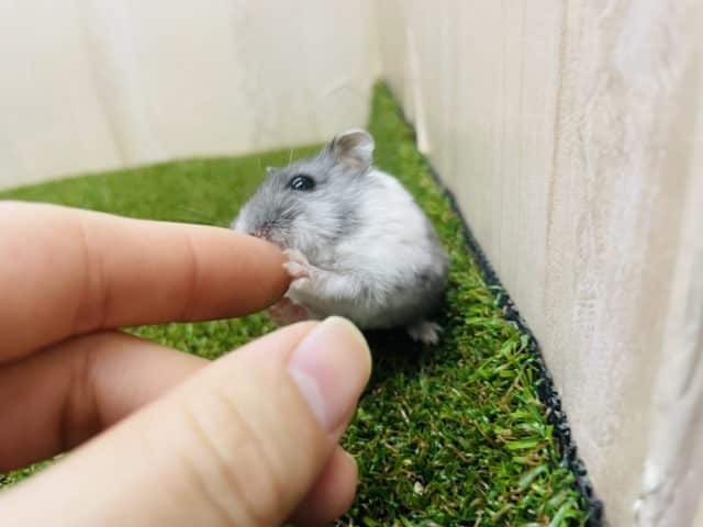 ドワーフハムスターの1種