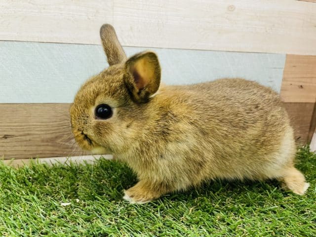 ミニウサギ