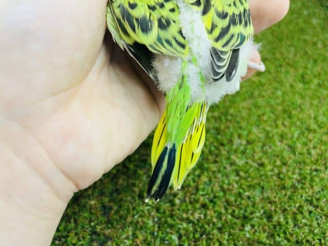 セキセイインコ